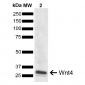 Wnt4 Antibody